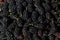 Mulberry berries. Blackberry harvest in summer. Fruit food background.