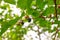 mulberry berries ripen on a tree branch in the garden on a summer day