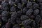 Mulberry in a bowl. Blackberry harvest in summer. Fruit food background.