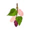 Mulberry Branch with Immature Pink Berries and Red Ones Vector Illustration