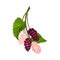 Mulberry Branch with Immature Pink Berries and Ripe Black Ones Vector Illustration