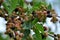 Mulberry branch with ripening fruit