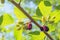 Mulberry branch with ripening mulberries at summer sunny day