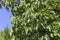 Mulberry branches Morus nigra with ripening fruits close-up