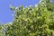 Mulberry branches Morus nigra with ripening fruits close-up