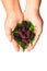 Mulberry fruit in the hands hold Mulberry, beautifully convey th