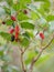 Mulberry fruit is a multiple fruit tree plant