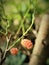 Mulberry fruit plant bonsai