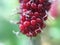 Mulberry fruit on tree zoom in.