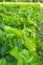 Mulberry leaf tree at field