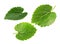 Mulberry leaves isolated on the white background