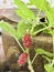 Mulberry plant and freshness red raw fruit,green leaf with branch