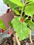 Mulberry plant and freshness red raw fruit,green leaf with branch