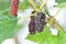 Mulberry plant or Indian mulberry plant