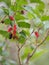 Mulberry red purple fruit freshness in tree garden on blurred of nature blackground