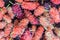 Mulberry ripe colorful valuable overlap pattern