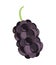 mulberry superfood fruit