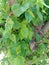 Mulberry tree fresh leaves green