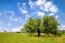 Mulberry tree in green field