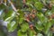Mulberry tree hanging fruits