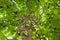 Mulberry tree, taken from bottom, black fruit time in summer