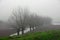 Mulberry trees amidst the fog in Italian plain