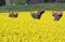 Mulberry trees pruned and yellow field