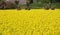 mulberry trees and yellow flower field of rapeseed for oil production