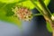 Mulberry , White Mulberry The fruit is green