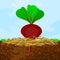 Mulch gardening concept with beetroot, mulch,soil and sky. Mulching of plants, vegetables and soil protection.