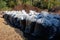 Mulch Pile With Bags of Mulch