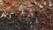 Mulch Wood Chip Backgrounds: Dark Bronze And Dark Beige Style