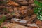 Mulched flowerbed close-up pieces of bright brown pine bark