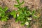 Mulching beds with garden strawberries cut grass to protect against weed germination. Farming, gardening