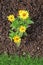 Mulching of buckwheat hulls in a flowerbed