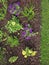 Mulching of buckwheat hulls in a flowerbed