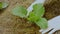 Mulching with dried cut grass of young cabbage plant. Mulch as weed control and moisture retention. 4k