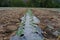 Mulching film or plastic cover soil for keeping moisture and control weed in crops