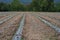 Mulching film or plastic cover soil for keeping moisture and control weed in crops