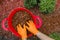 Mulching in the garden.chips for mulching in in red bucket.Hands pour chips and mulch the soil in the garden.Decorative