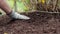 mulching garden plants with tree bark mulch. Landscape maintenance