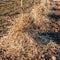 Mulching the roots of young trees of Kiwy with straw.