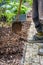 Mulching the soil with bark mulch. Gardening concept - protection against weeds