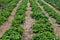 Mulching strawberries in the garden. The blossoming strawberry plantation