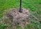 Mulching trees with old cut grass from a meadow is actually cheaper than expensive pine chips. in landscaping and mulching alleys,
