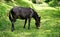 Mule animal eating green grass in garden
