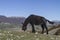 Mule in Apennines