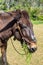 Mule brown chewing grass