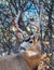 A Mule Buck Deer in front of the Winter Scrub Oak