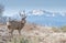 A Mule Buck Deer Looks Back in front of Pikes Peak and Scrub